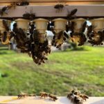 Zuchtlatte mit Weiselzellen