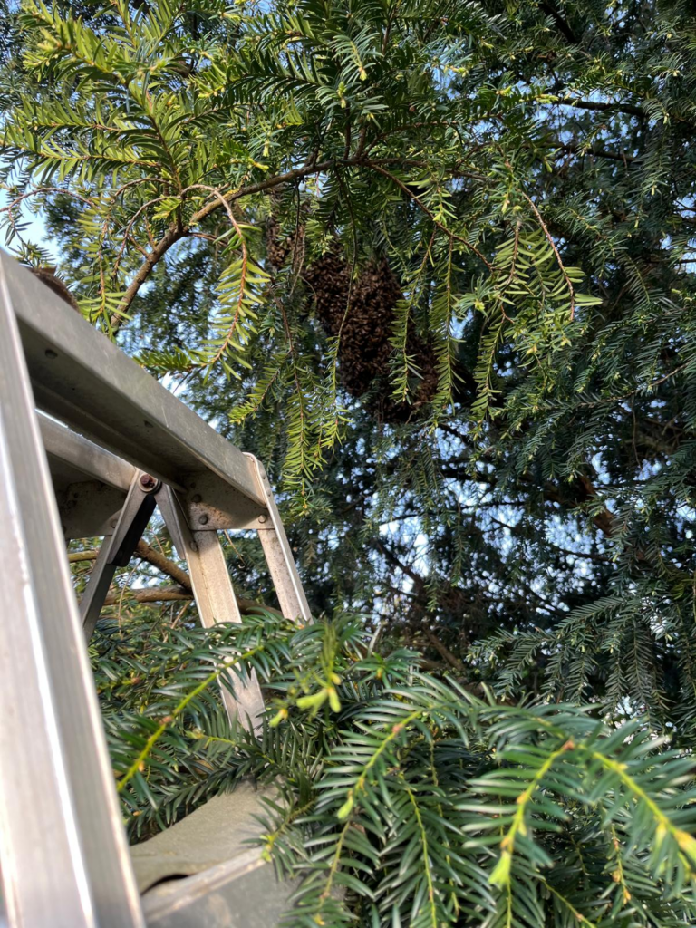 Bienenschwarm in der Eige